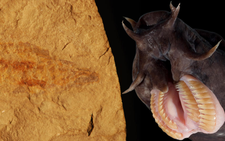 Hagfish that lived 100 million years ago had the same slime-producing abilities as modern hagfish. <cite>Tetsuto Miyashita, University of Chicago/Vincent Zintzen (New Zealand Department of Conservation) and Carl Struthers (Museum of New Zealand Te Papa Tongarewa)</cite>